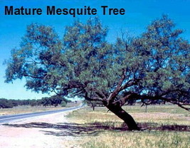 Mesquite Tree 10 Seeds Prosopis Juliflora Tree Fresh Garden - $6.99