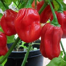 SEPT Premium Habanero Hot Red Pepper Seeds 40000 Scoville Units. Fresh S... - £4.39 GBP