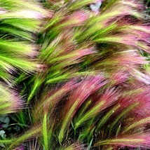 40 Squirrel Tail Barley Grass Foxtail Barley Hordeum Jubatum Ornamental Seeds US - $7.45