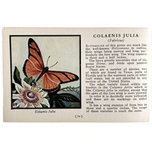 Colaenis Julia Butterfly 1934 Butterflies Of America Antique Insect Art ... - $19.99