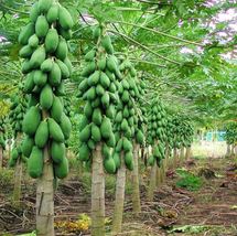 1 Pcs Carica Papaya Fruit Plant 24&quot;-36&quot; tropical fruit live tree Large Size - £62.74 GBP