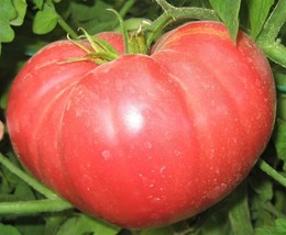 Beefsteak Tomato Seedsr - £2.41 GBP