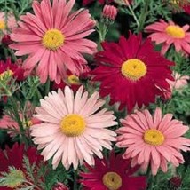 50 Robinson&#39;S Mix Chrysanthemum Perennial Flower Seeds Garden - £10.76 GBP