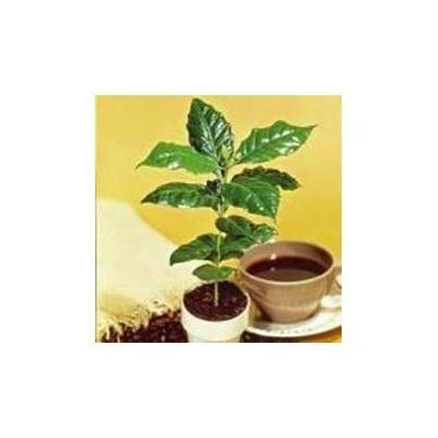 Seeds and Things Kona Coffee Bean 15 Tree Seeds -Coffea-Gourmet-Tropical - $23.88