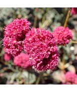 USA SELLER Eriogonum Grande Var. Rubescens Red Flowered Or Rosy Buckwhea... - £16.01 GBP