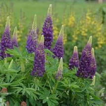 25 Perennial Seeds Lupine Popsicle Blue Lupine Seeds Blue Flowers Gardening USA  - $13.25