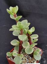 Cacti Portulacaria afra variegata cactus Succulent real live plant - £29.41 GBP