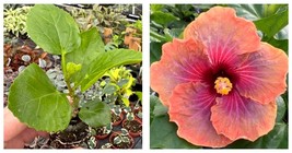Connie roush hibiscus 2 Starter Plant / US SELLER - £48.95 GBP