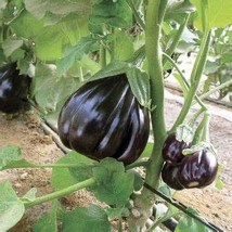 Black Beauty Eggplant, 1 Bag ( approx 200 seeds / bag) D - $12.35