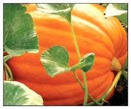 20 Seeds Big Max Pumpkin Seeds NON-GMO Heirloom Fresh Garden Seeds - £14.11 GBP