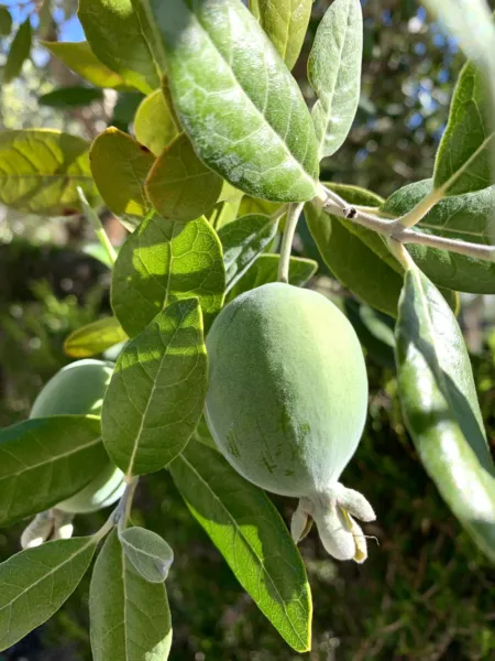 Feijoa Sellowiana Pineapple Guava - 40 Seeds 2023 Garden - £14.37 GBP