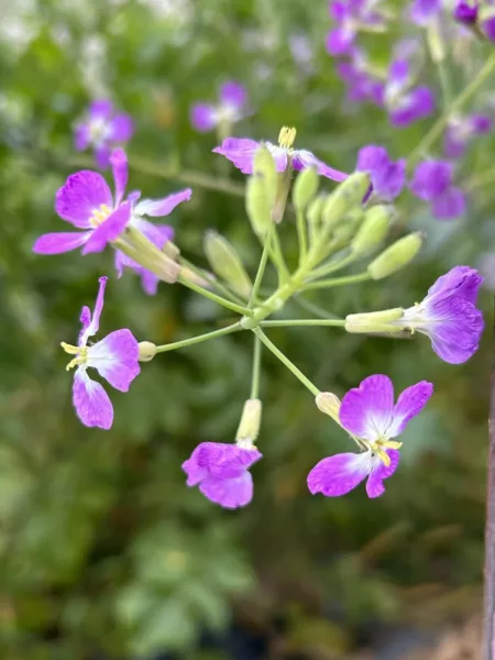 100 seeds Rattail Radish Heirloom Seeds Quickly Transform Gardens - £13.75 GBP