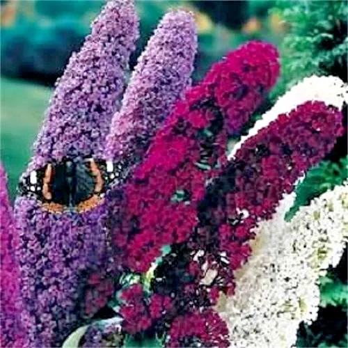 100 Mixed Colors Butterfly Bush Buddleia Davidii Flower Seeds Fresh Garden - £7.07 GBP