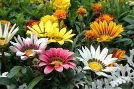 30 Gazania Mixed 9 Types of Treasure Flower Seeds - $93.48 MXN