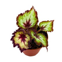 4 inch Harmony&#39;s Gator Tail Begonia Rex Purple Gray Green Jagged Long Tail - $42.38