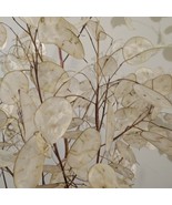 SEED- (20) Silver Dollar , Lunaria, Money Plant, Honesty Plant-Grow Your... - €5,27 EUR