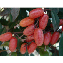 Elaeagnus multiflora Silverberry Goumi Berry Seeds Buddha s Light - $11.15