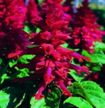 40 Pc Seeds Salvia Sizzler Burgundy Flower Plant, Salvia Seeds for Planting | RK - £11.78 GBP