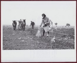 Press Photo Nicosia Cyprus Farming Field Workers Water Agriculture 1966 - £22.74 GBP