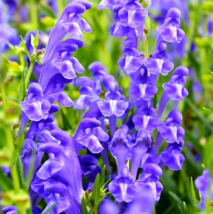Chinese Skullcap Seeds - 50 Seeds EASY TO GROW SEED - £4.71 GBP