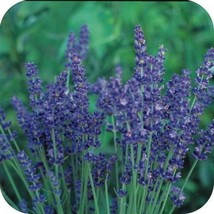 SGHOST Most Fragrant 60 Munstead Lavender Flower Seeds Perennial USA Seller - $8.62