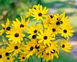 100 Seeds Swamp Sunflower Seeds Perennial Native Wildflower Poor Soils H... - £7.06 GBP