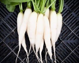 Radish Icicle / Mooli HEIRLOOM 100+ Seeds 100% Organic Non GMO Grown In USA - $3.69