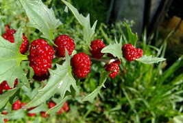 Grow In US 150 Strawberry Spinach Stick Seeds (Chenopodium Foliosum) - £7.12 GBP