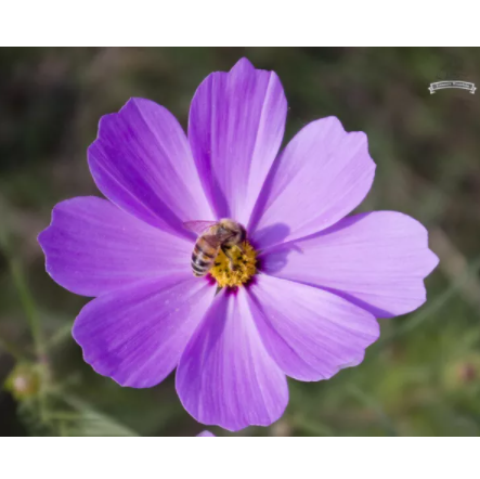 Primary image for 20 Heirloom Big Blooming Purple Cosmos Flower Seeds
