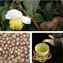 100Pcs Japanese Green Tea Seeds Fresh Seeds Fast Shipping - $50.70