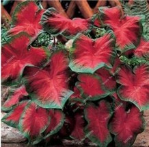 Fresh Seeds 50Pcs Japanese Caladium Seeds Dark Red Leaves With Dark Gree... - £10.68 GBP