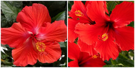 Tropical Red Hibiscus Well Rooted 3 To 5 Inches Live Starter Plant - £23.17 GBP