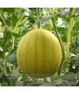 New Fresh Yellow Skin Yellow Inside Sweet Round Watermelon Wu Feng Organ... - $184.06 MXN
