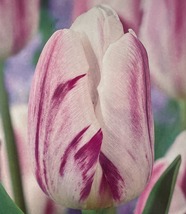 Flaming Prince Single Early Tulip 8 Bulbs - 12/+ cm Bulbs - $41.99