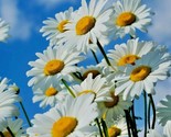 1 Oz Shasta Daisy Seeds Native Wildflower Cut Flowers Summer Garden Poll... - $28.00