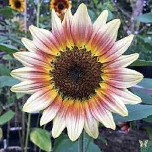 25 Gypsy Charmer Sunflower Seeds Flowers Seed Flower Perennial Garden - £6.25 GBP