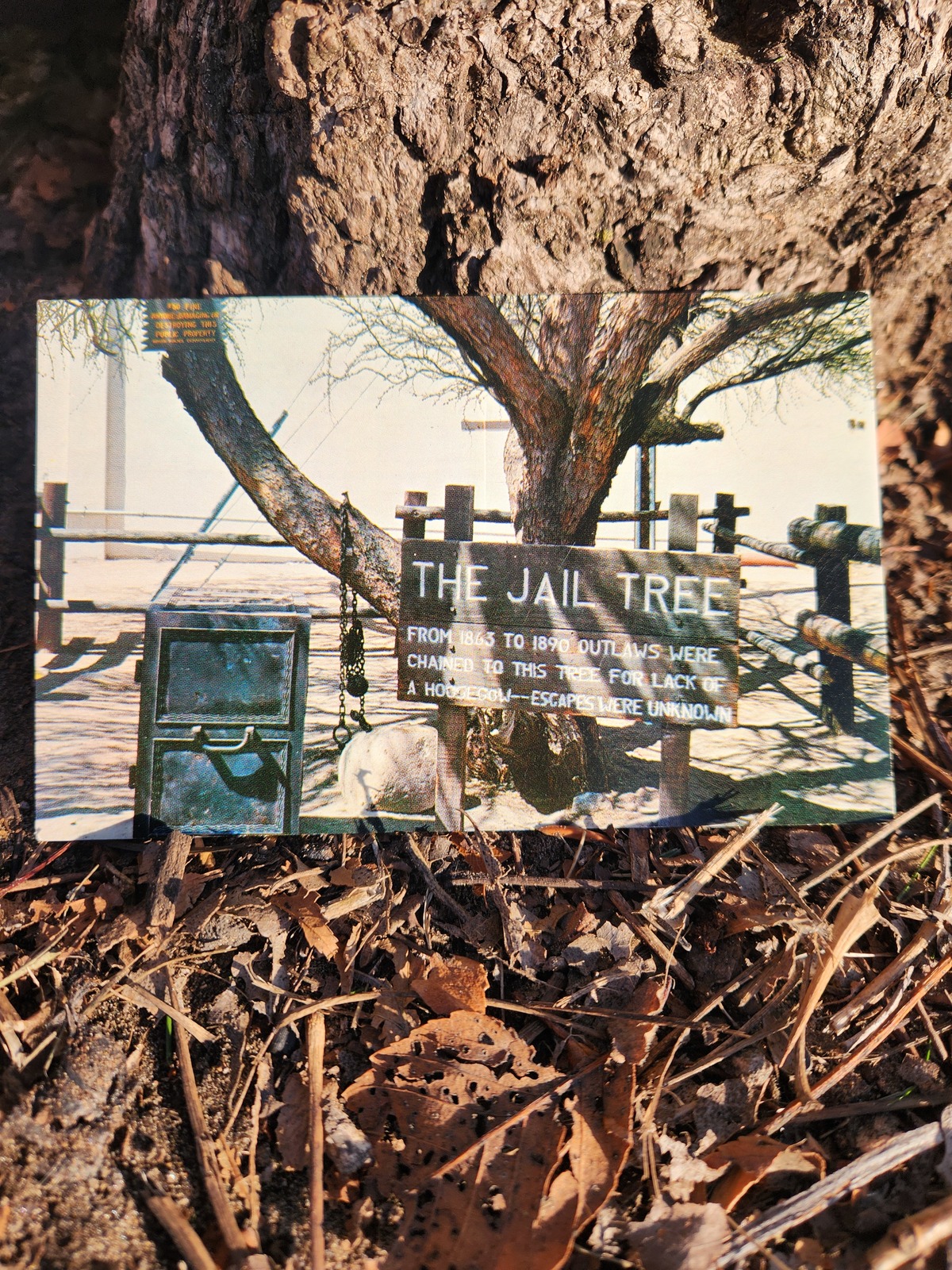 Primary image for THE JAIL TREE POSTCARD 