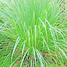 Grow in US Lemongrass 300+ Seeds Lemon Grass Mosquito Insect Repellent Fresh Non - £7.49 GBP
