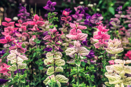 Seeds 75 Tricolor Clary Sage Mix Blue Pink Salvia Viridis Horminum Herb Flower S - £20.19 GBP