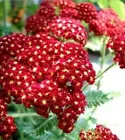 100+ RED Velvet Yarrow Seeds (Achillea millefolium) Red Ruby Organic 100... - $7.98