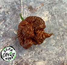 7 Pot Chocolate Primo Pepper Seeds 10 Garden USA SELLER - £8.99 GBP