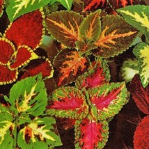 USA Seller Mpb#1 Coleus Seeds 50 Seeds Superfine Rainbow Master Blend Mix Flower - $19.00