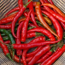 20 Seeds Hot Peppers Ring Of Fire Classic Cayennes Shapes Excellent Qual... - $17.90