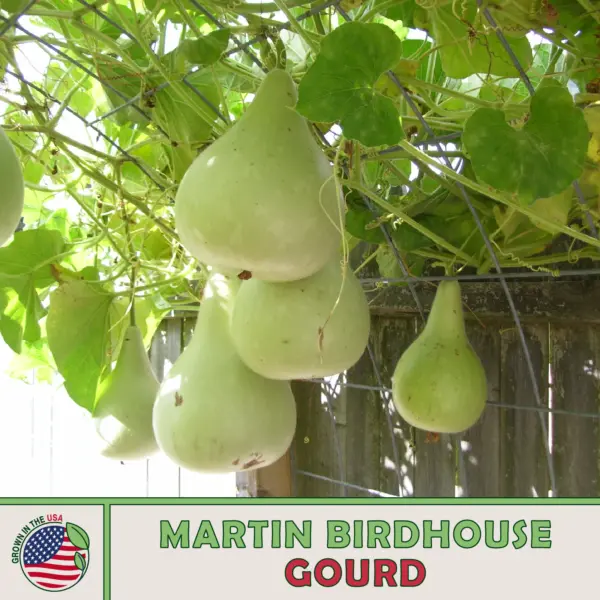 10 Speckled Swan Gourd Seeds Heirloom Non Gmo Fresh New - $11.78