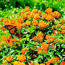 FA Store 100 Seeds Milkweed Asclepias Tuberosa Monarch Butterfly Host Plant Pere - £9.25 GBP
