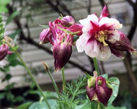 Mckana&#39;s Giant Columbine (Aquilegia) Flower Seeds Mix Easy-to-Grow Perennial 100 - £7.07 GBP