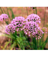 FMG 10 Mouse Garlic Allium Angulosum Wild Garlic Pink Flower Fast Growing - €13,03 EUR