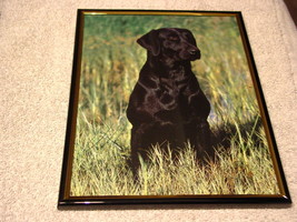 LABRADOR RETRIEVER DOG 8X10 FRAMED PICTURE - £11.15 GBP