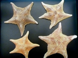Bat starfish 4 - 6&quot; sea star ocean beach theme wedding decor dried curio... - $15.00