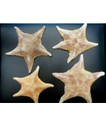 Bat starfish 4 - 6&quot; sea star ocean beach theme wedding decor dried curio... - €12,93 EUR